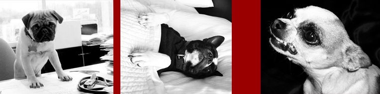 Wer ist hier der Boss?